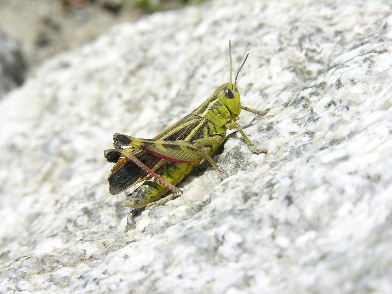 Qualche ortottero valdostano